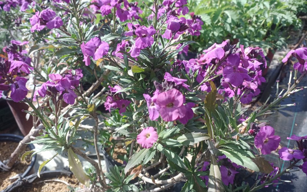 Giroflée arbustive &lsquo;Bowles Purple&rsquo;