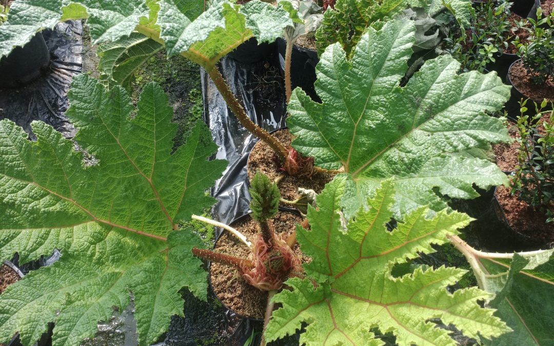Rhubarbe géante du Brésil (gunera manica)