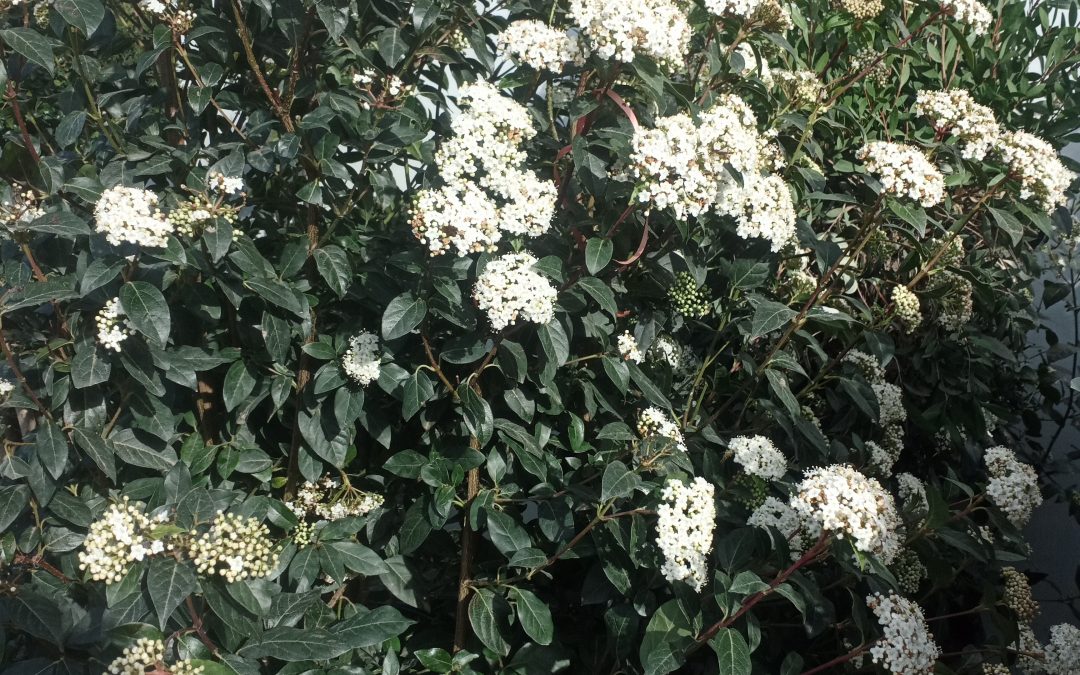 Laurier tin (Viburnum tinus)