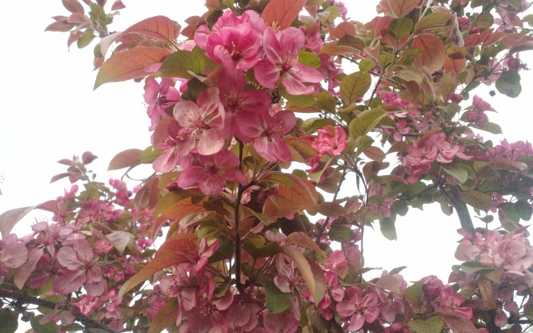 Pommier d&rsquo;ornement (Malus Coccinella) &lsquo;Courtarou&rsquo;