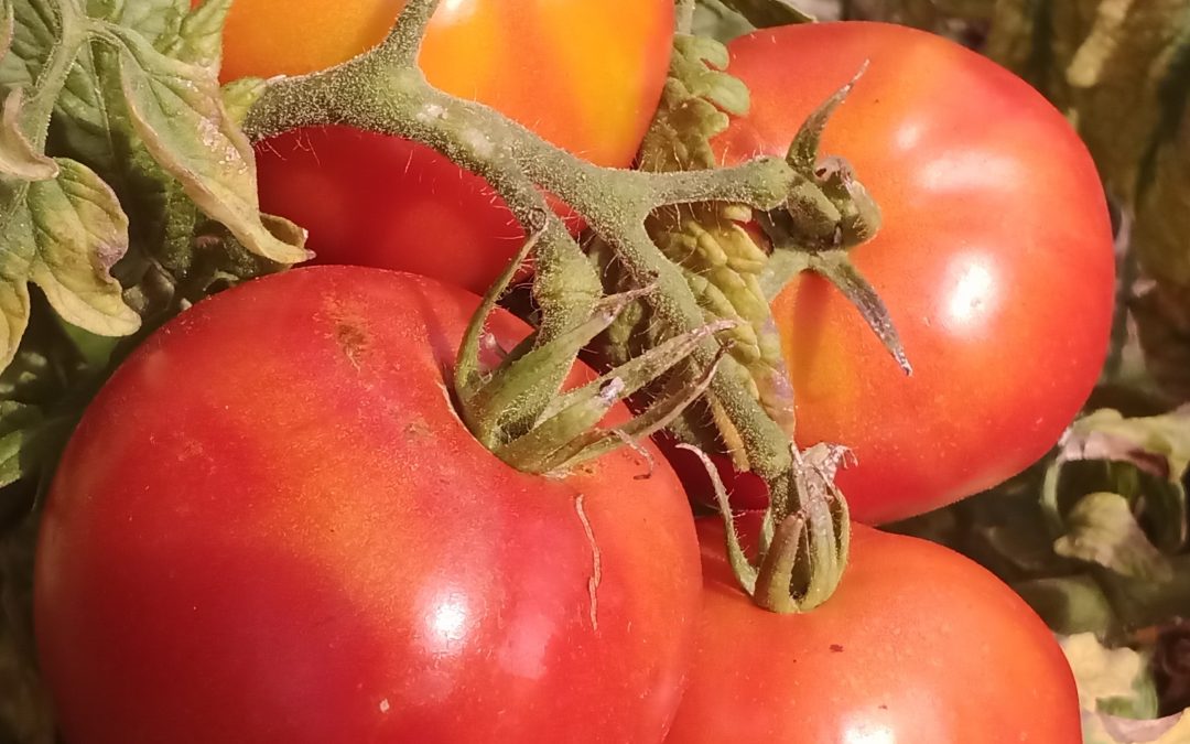 Royal des Guineaux&rsquo;