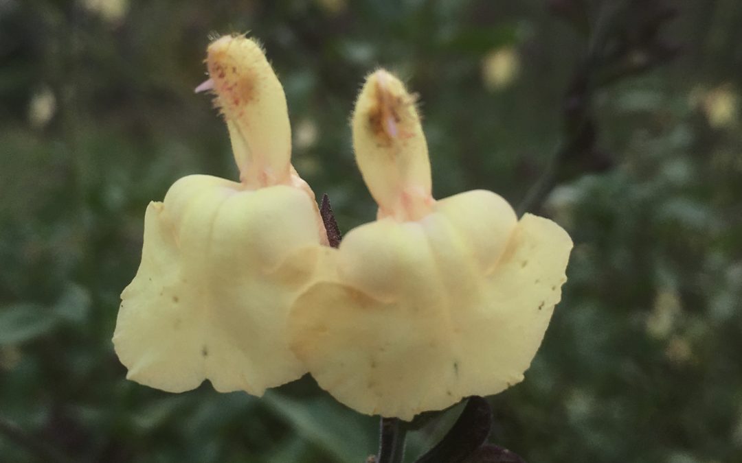 Sauge arbustive (salvia x jamensis) ‘La Luna’