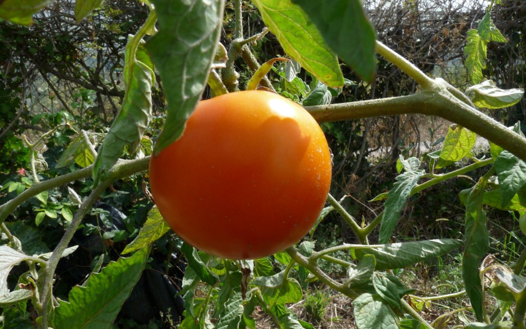 Carotina
