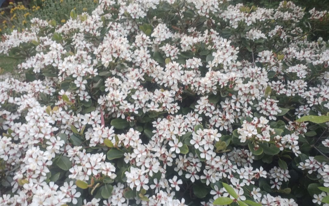 Raphiolepsis à ombelles (Rhaphiolepis umbellata)