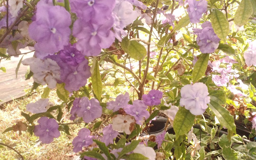 Brunfelsia pauciflora