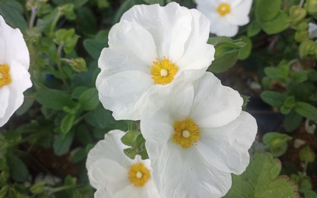 Ciste de Montpellier