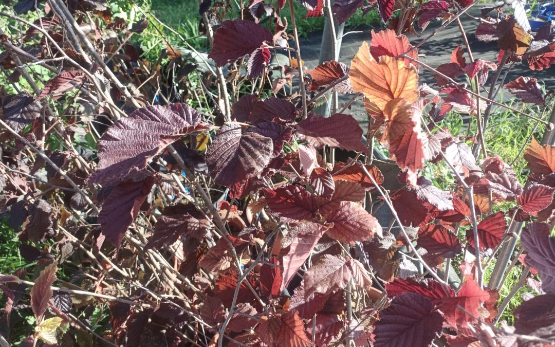 Noisetier pourpre (Corylus maxima purpurea)