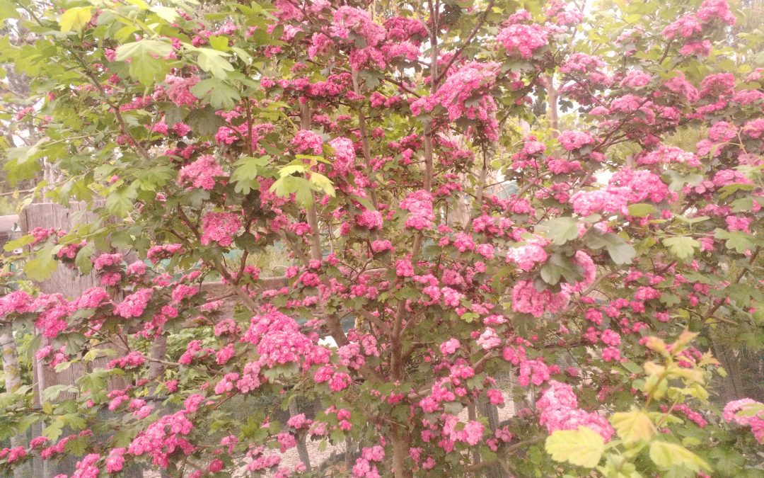 Epine à fleurs (Crataegus laevigata) Paul&rsquo;s scarlet
