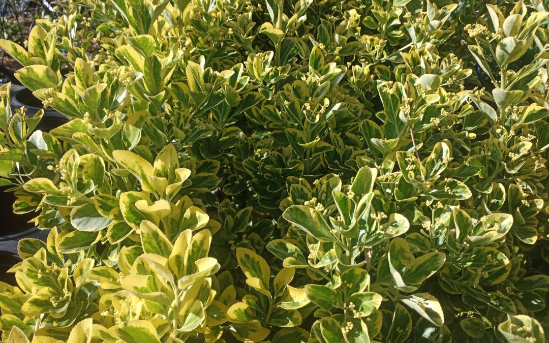 Fusain du Japon à feuilles panachées (Euonimus japonicus) &lsquo;Bravo&rsquo;