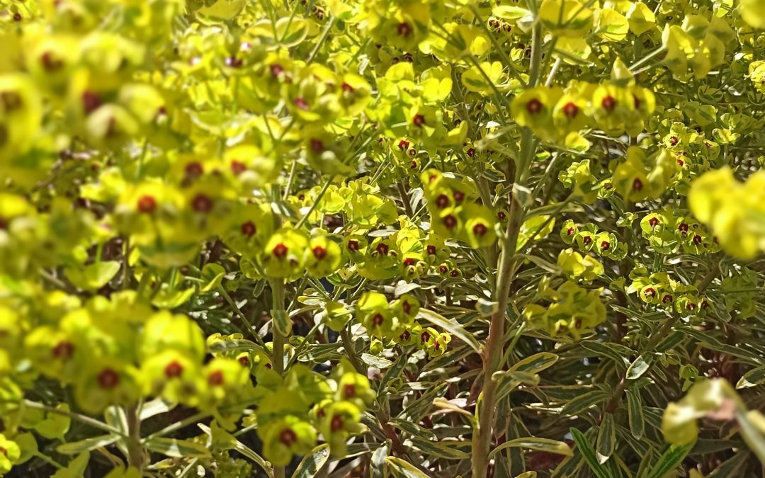 Euphorbe (Euphorbia) Ascot rainbow
