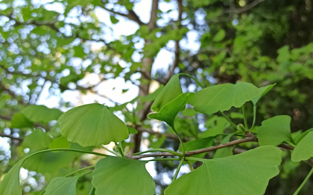 Ginkgo biloba