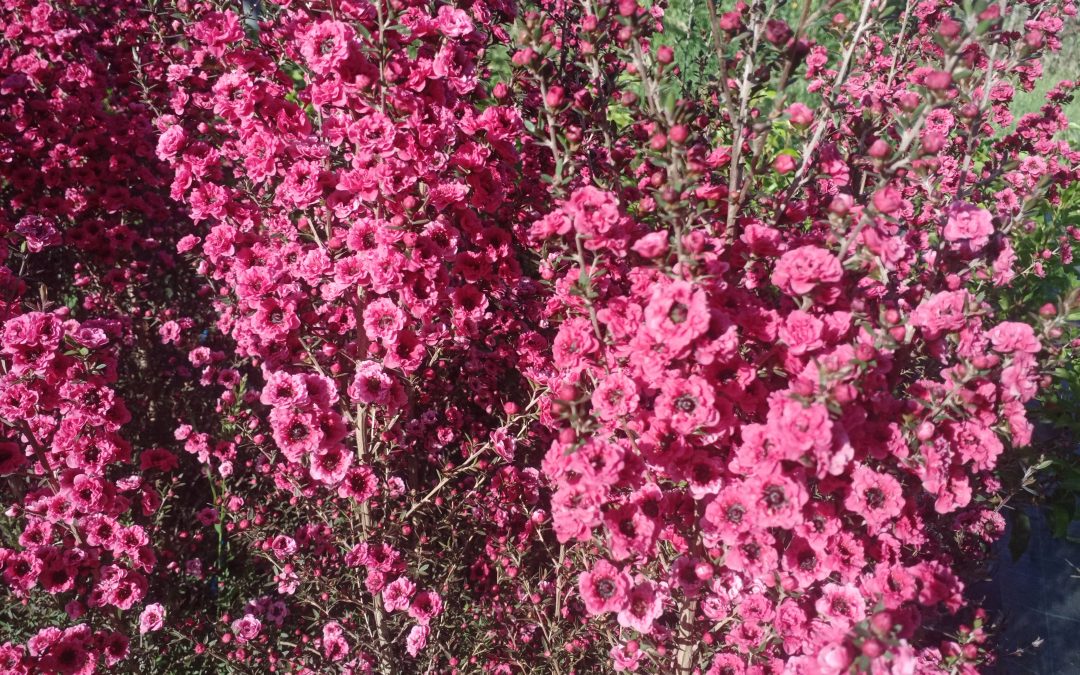 Myrte de Nouvelle-Zélande (Leptospermum scoparium ‘red damask’)