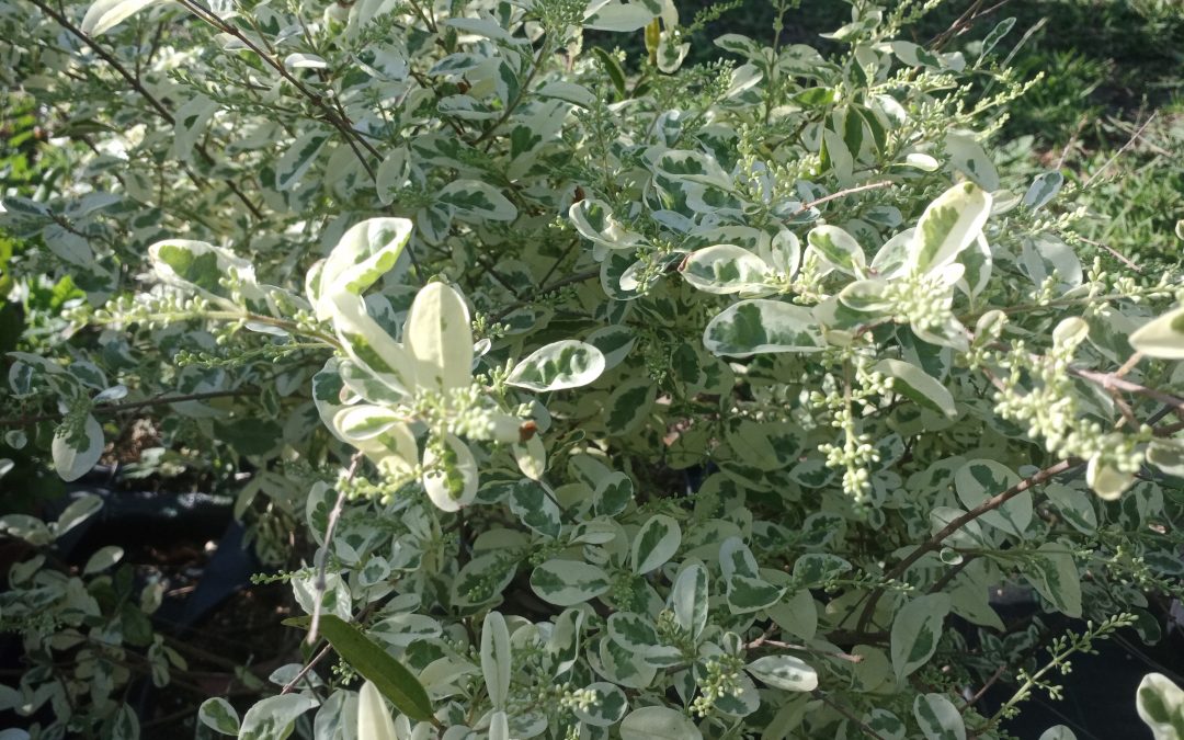 Troène (Ligustrum ibota) Musli Muster