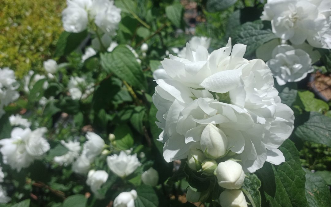 Seringat &lsquo;Virginal&rsquo;