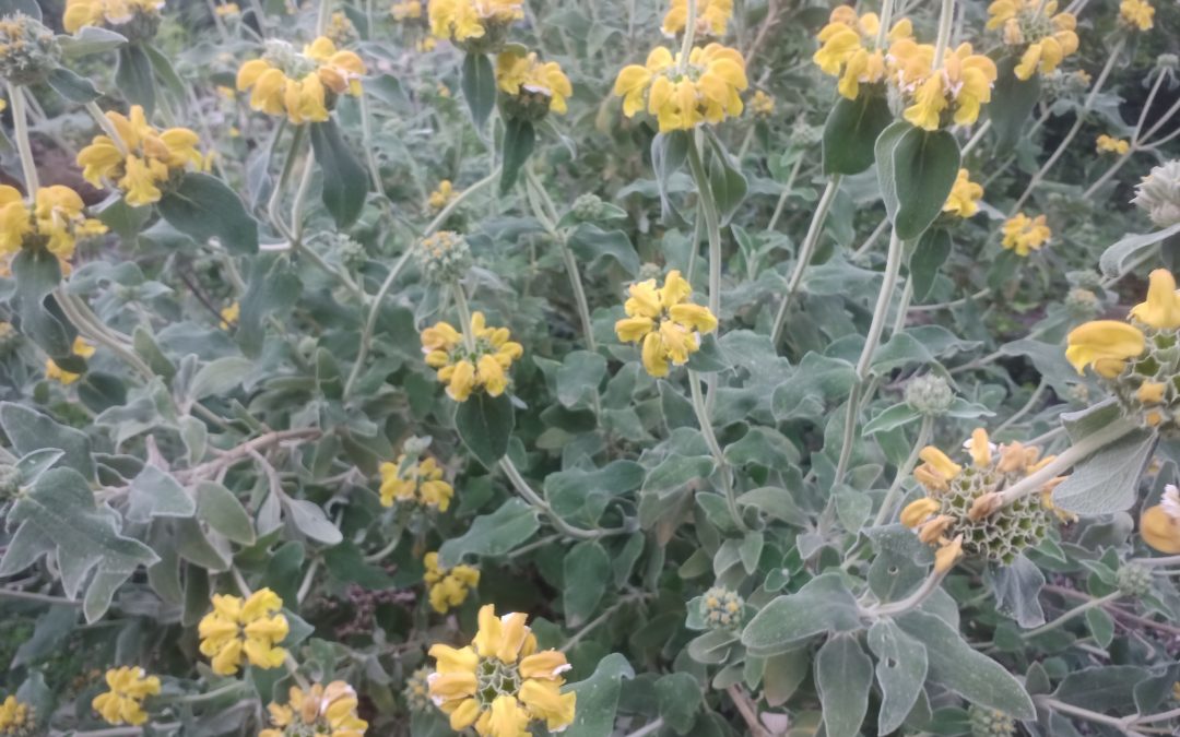 Sauge de Jérusalem (phlomis fruticosa)