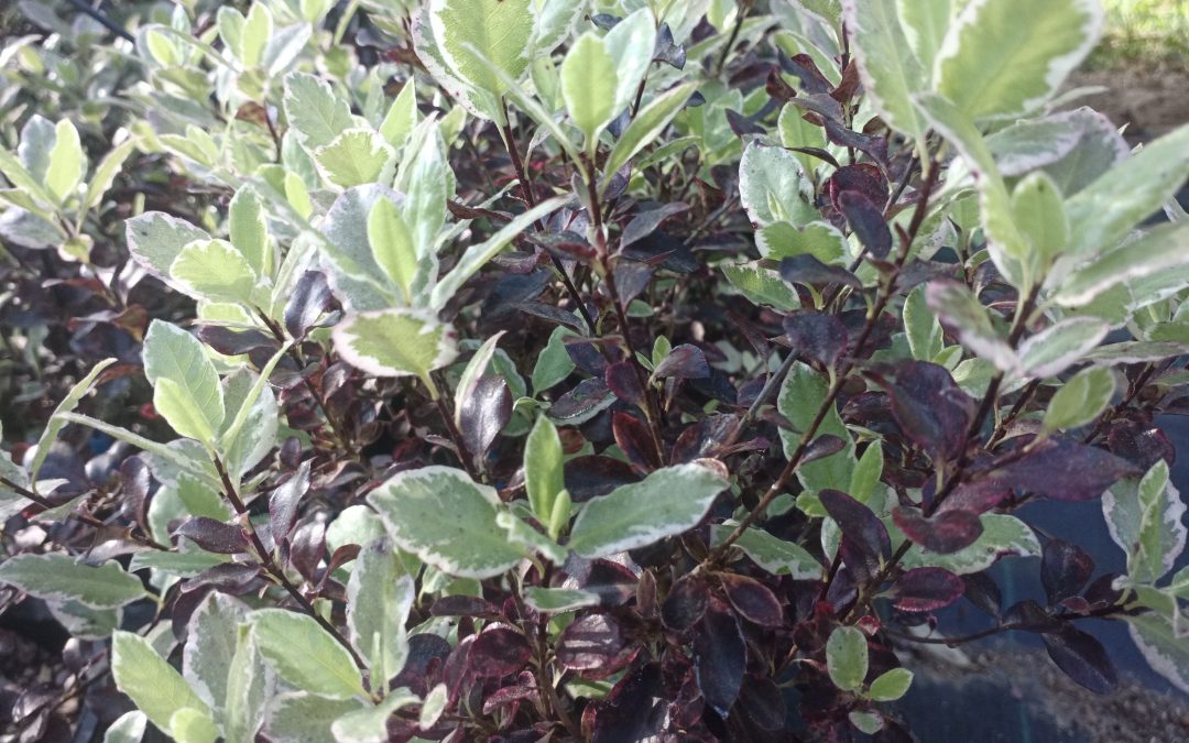 Pittosporum nain à feuilles étroites (Pittosporum tenuifolium) &lsquo;Bannon bay&rsquo;