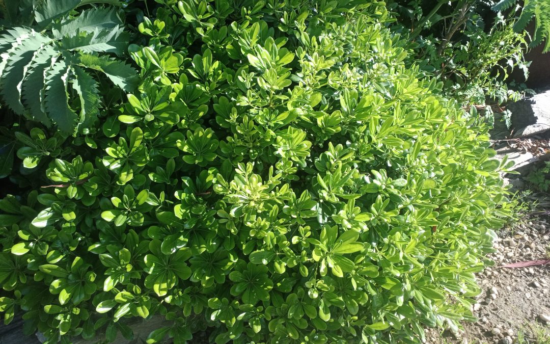 Pittospore du Japon nain parfumé (Pittosporum tobira) &lsquo;Nana&rsquo;