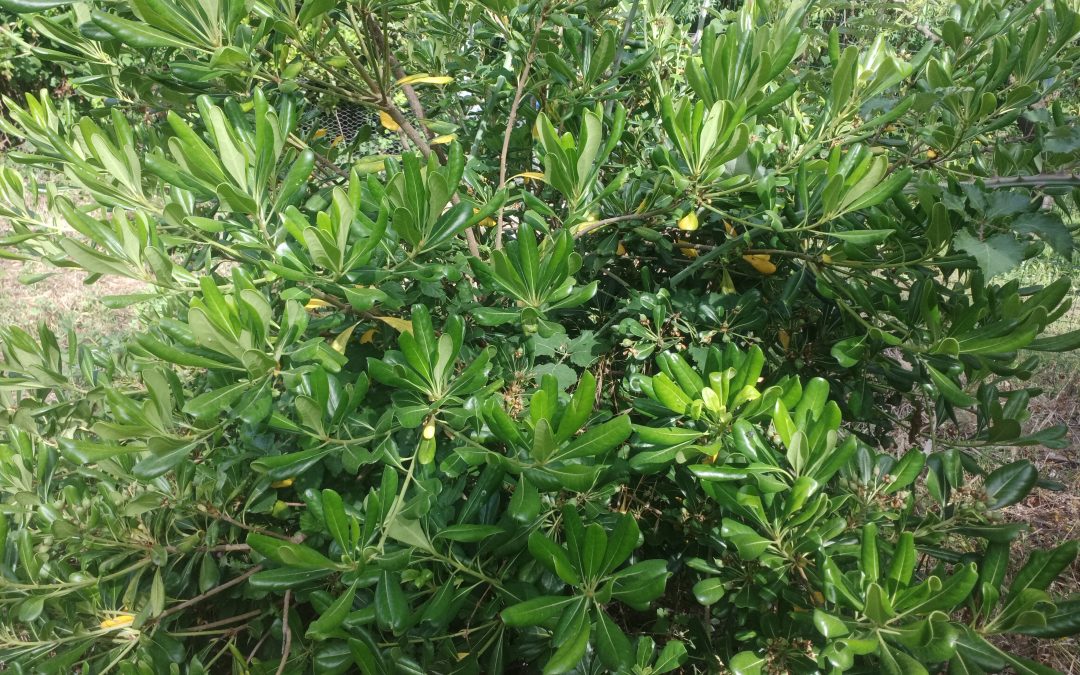 Pittosporum tobira