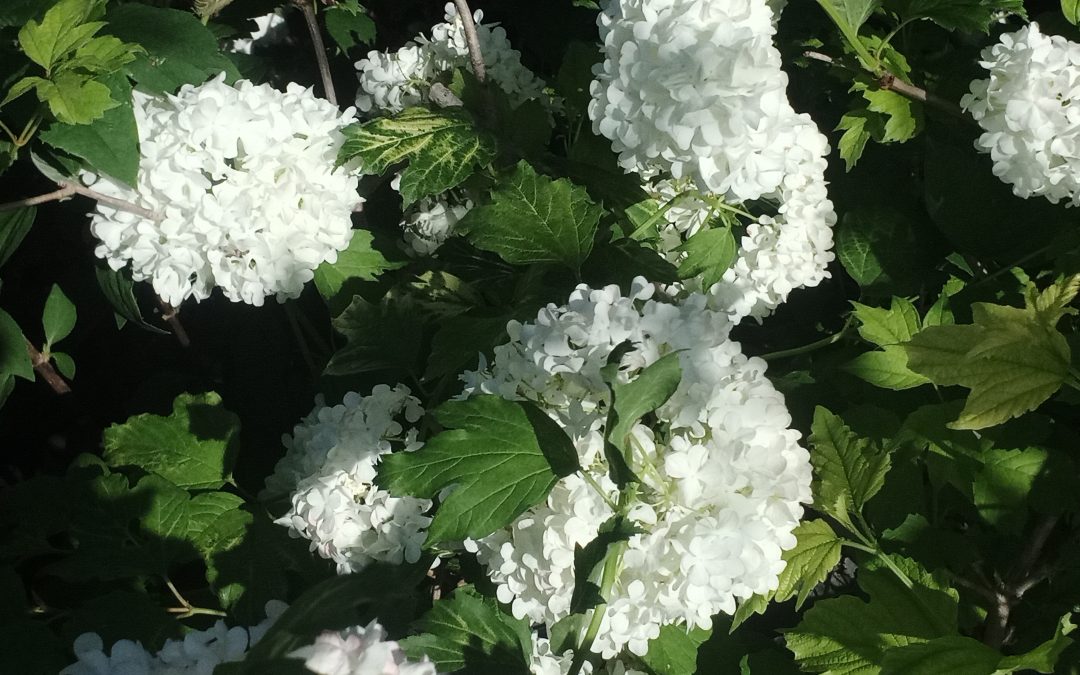 Viburnum opulus roseum
