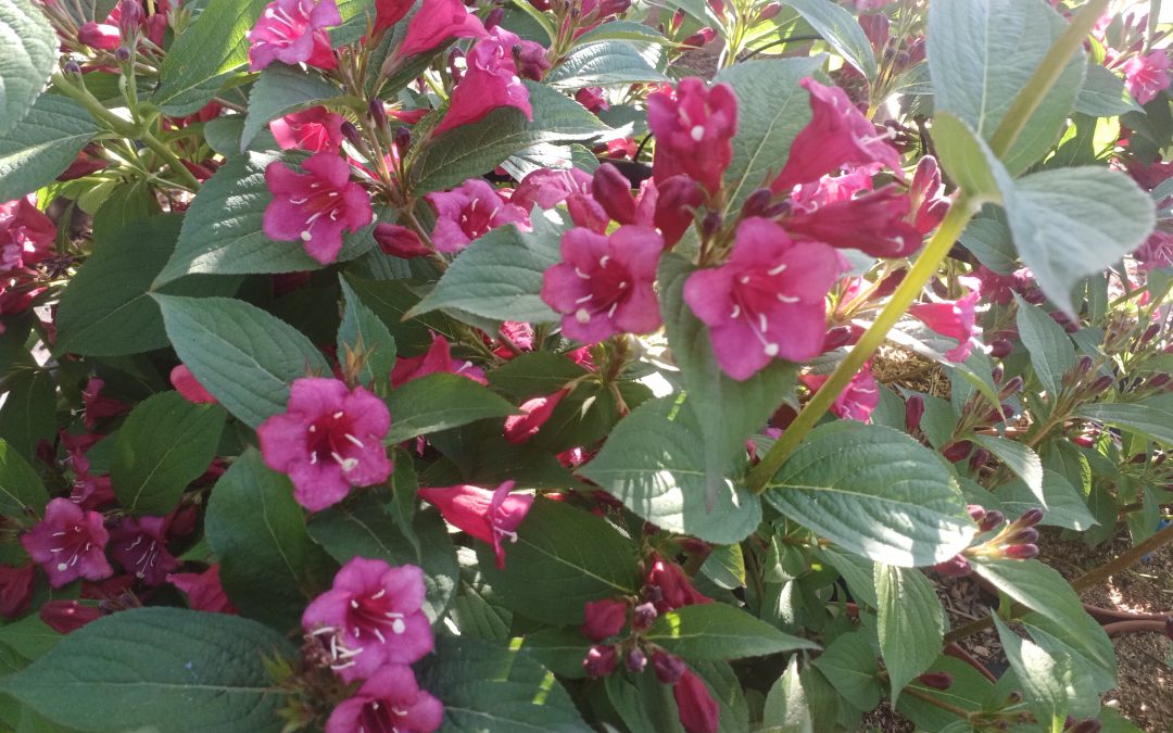 Weigelia bristol ruby