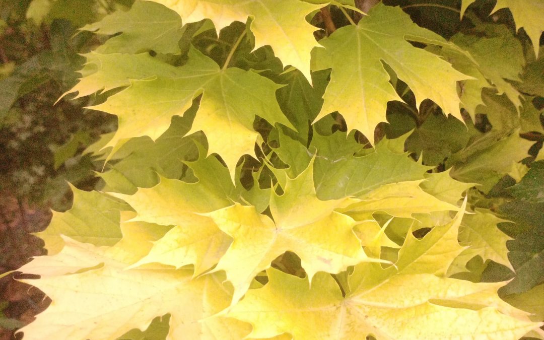 Erable plane Princeton Gold (Acer platanoides Princeton Gold)