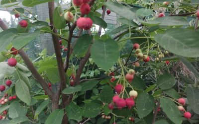 Amélanchier du Canada