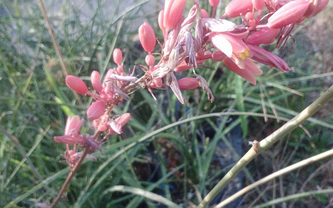 Yucca rouge (hesperaloe parviflora rubra)
