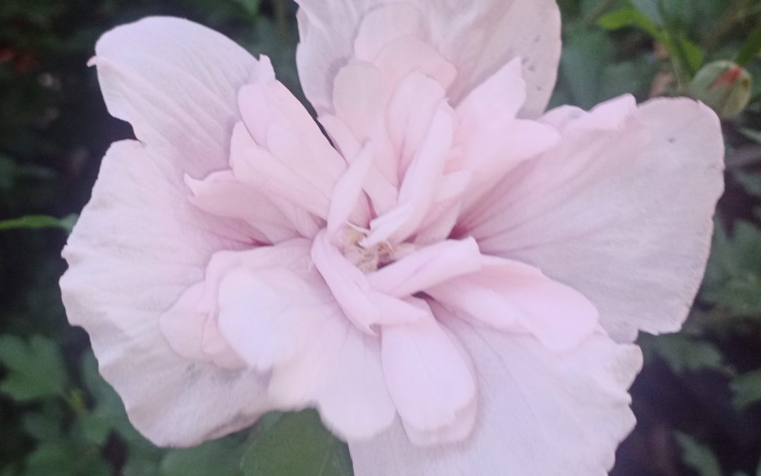 Hibiscus syriacus &lsquo;Pink Chiffon&rsquo;