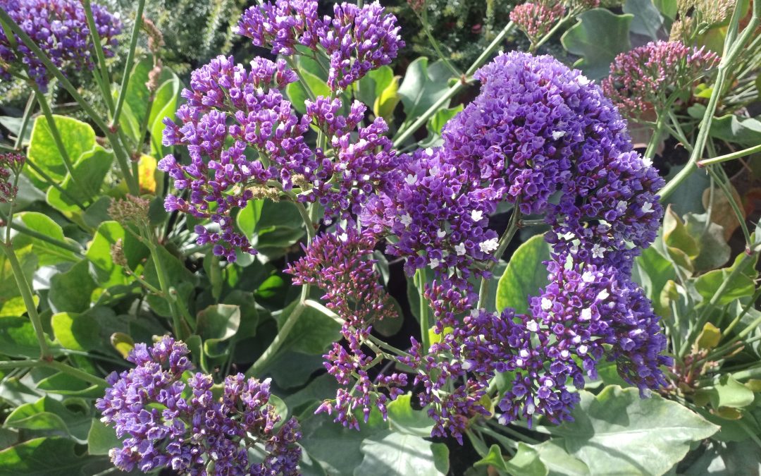 Lavande de mer (Limonium gmelinii)