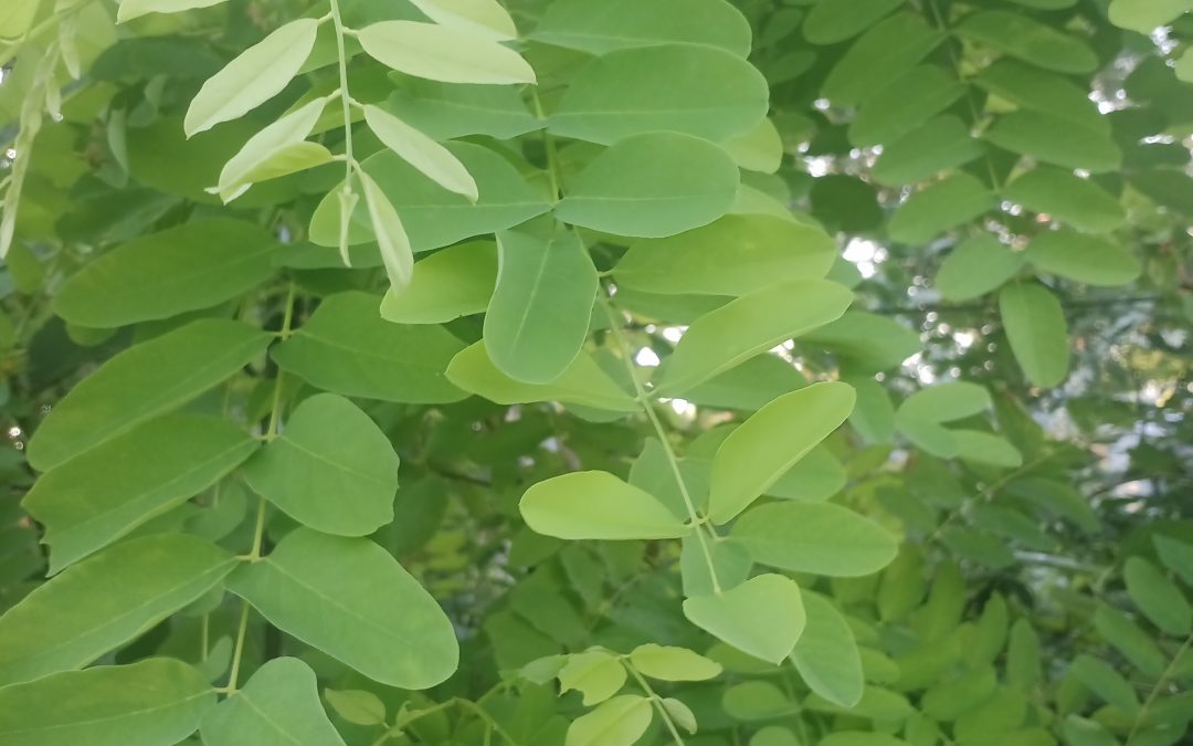 Robinier faux acacia frisia (robinia pseudoacacia frisia)