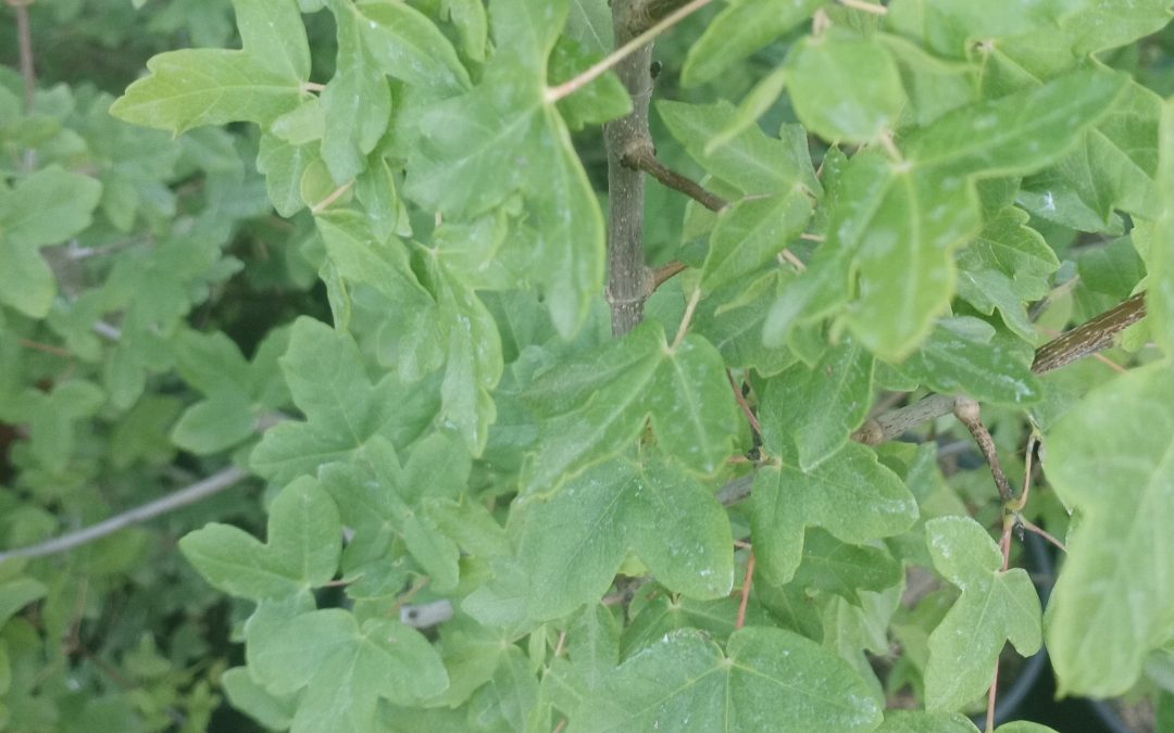 Erable de Montpellier (acer monspessulanum)