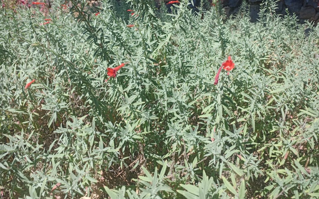 Fuchsia de Californie (Epilobium canum)