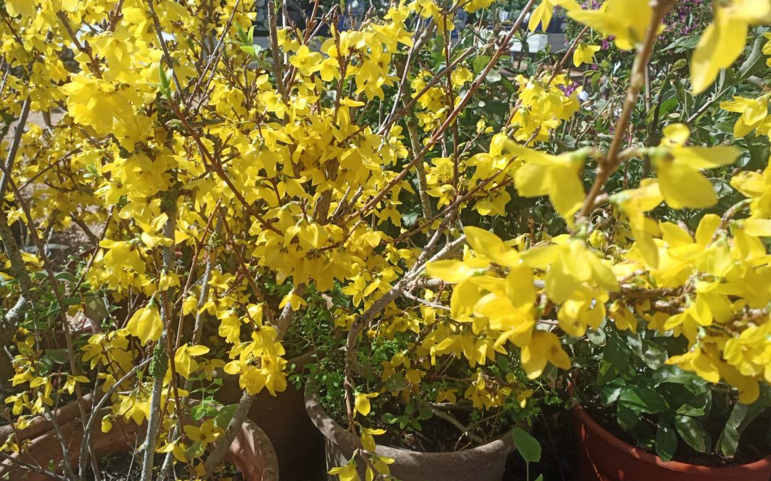 Forsythia (Forsythia intermedia) &lsquo;Mêlée d&rsquo;or&rsquo;