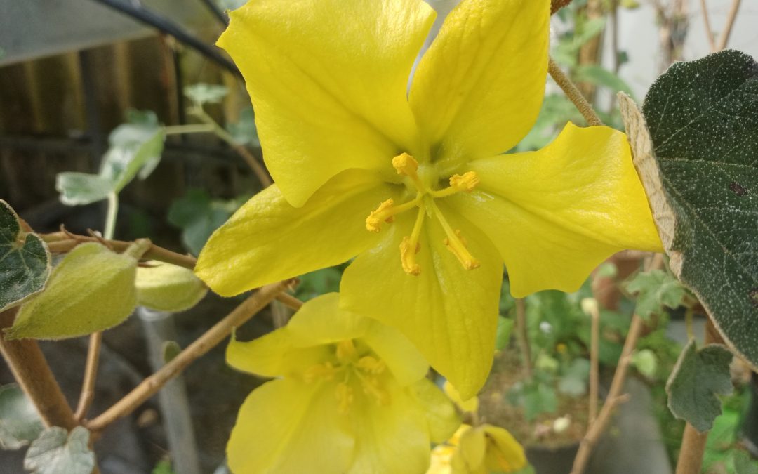 Fremontia de Californie (Fremontodendron californicum)