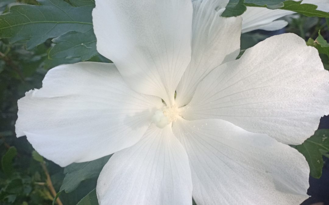 Hibiscus syriacus &lsquo;Eleonore&rsquo;