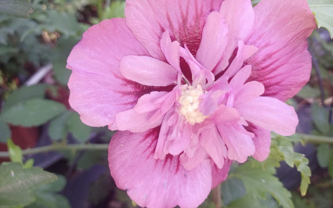 Hibiscus syriacus &lsquo;Magenta chiffon&rsquo;