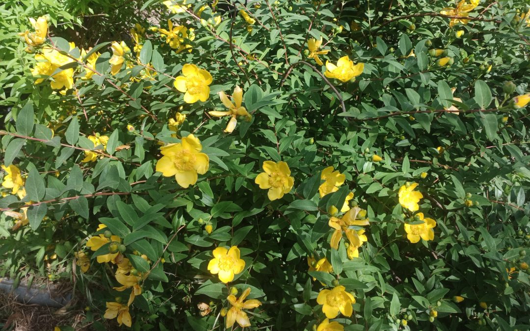 Hypericum calycinum – Millepertuis à grandes fleurs