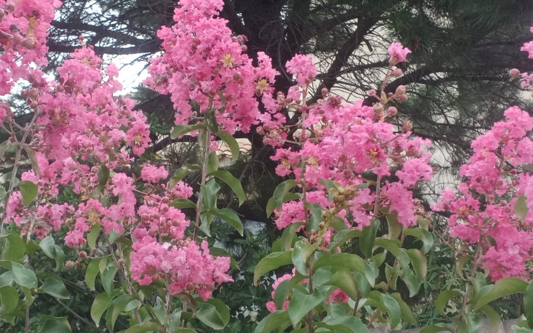 Lilas des Indes (Lagerstroemia indica)