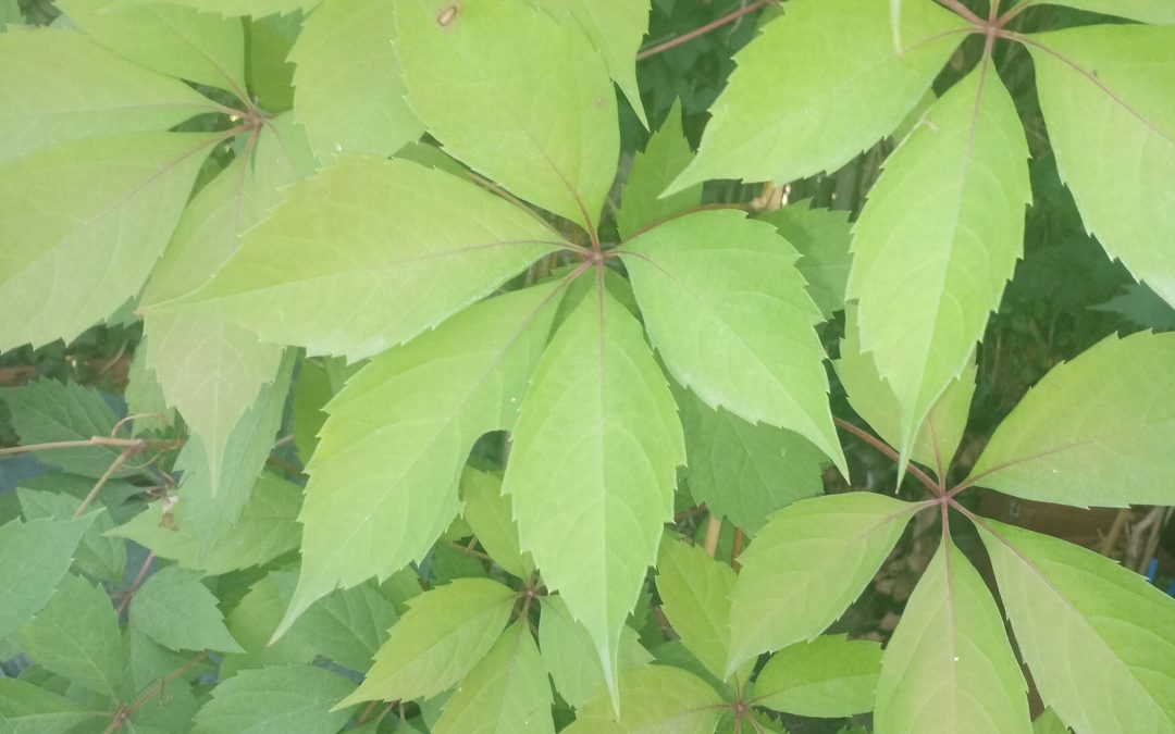 Vigne vierge vraie, Vigne vierge de Virginie ‘Murorum’