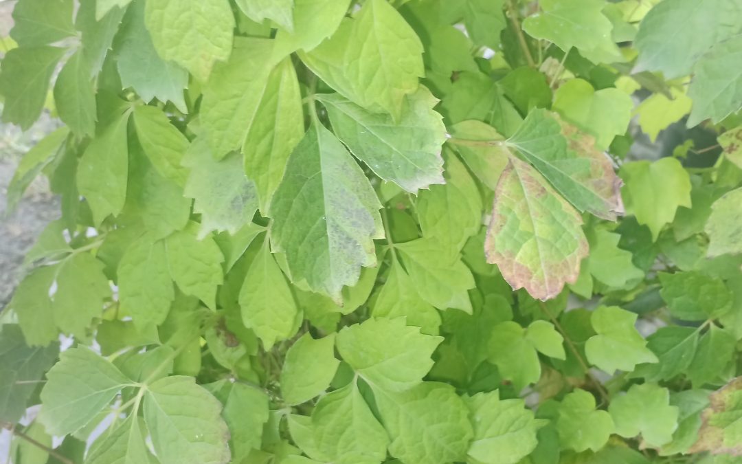 Vigne vierge japonaise