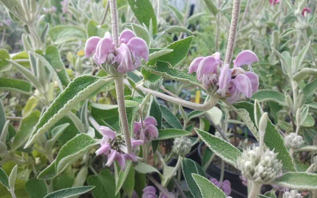 Sauge de Jerusalem pourpre (Phlomis purpurea)