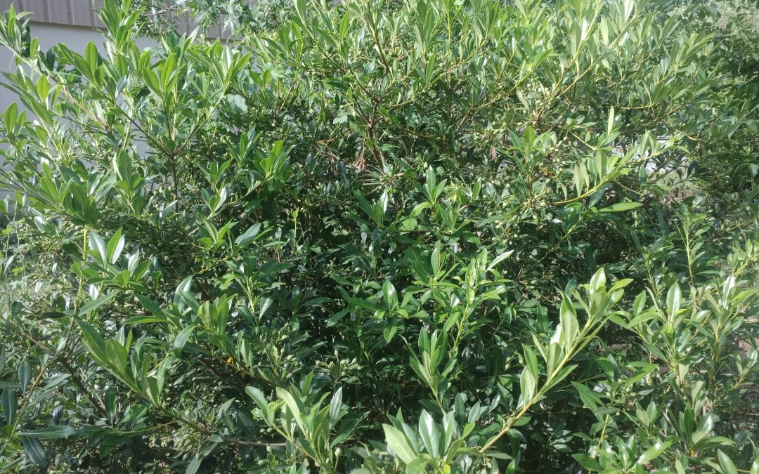 Oranger de Chine (Pittosporum heterophyllum)
