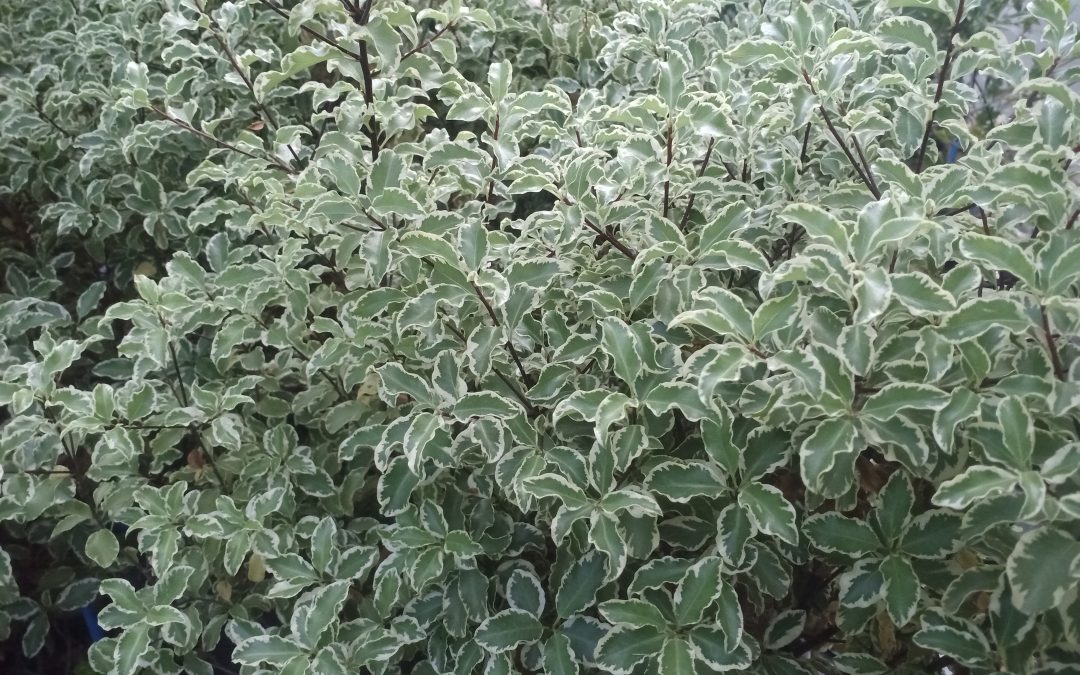 Pittospore à petites feuilles panachées blanc (Pittosporum tenuifolium variegatum)