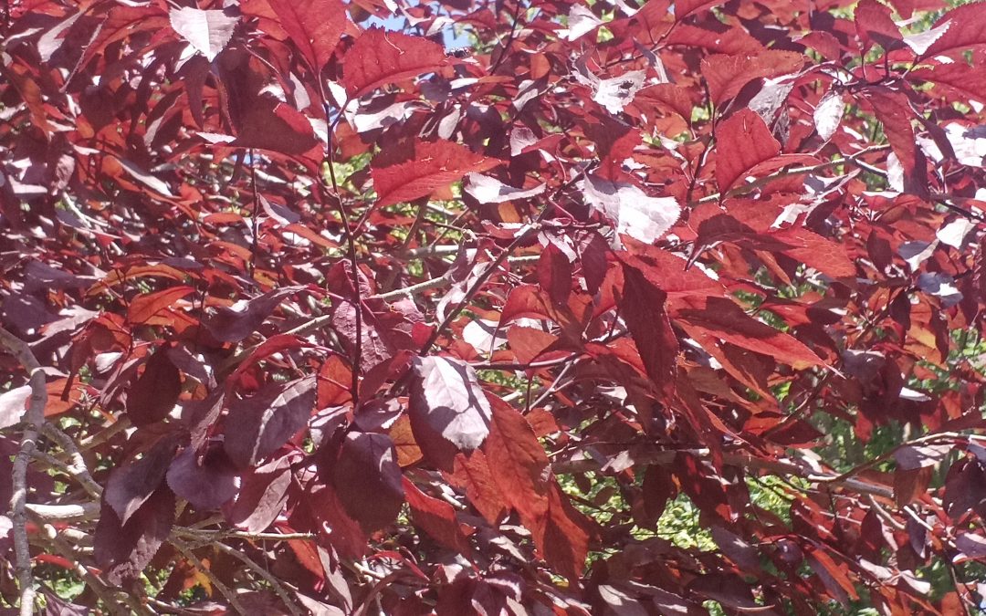 Prunier myrobolan (Prunus cerasifera Pissardii)