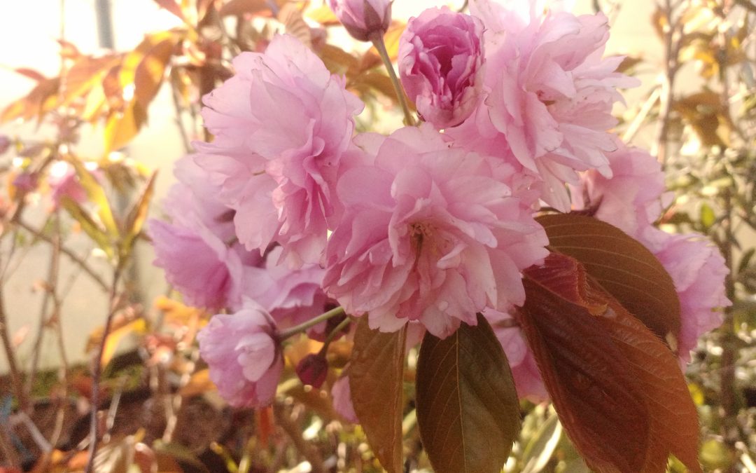 Cerisier des collines du Japon (prunus serrulata kanzan)