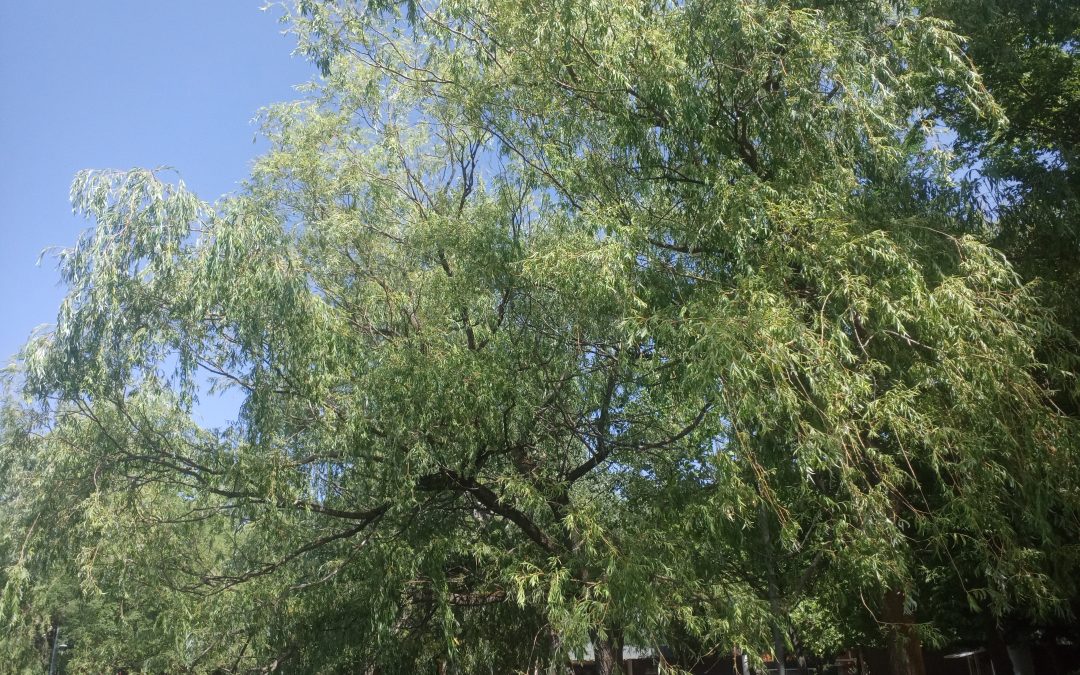 Saule pleureur (salix babylonica)