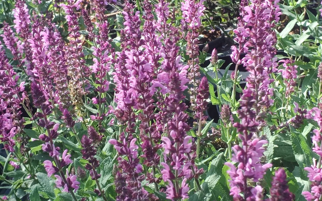 Sauge (salvia nemorosa) pink Friesland