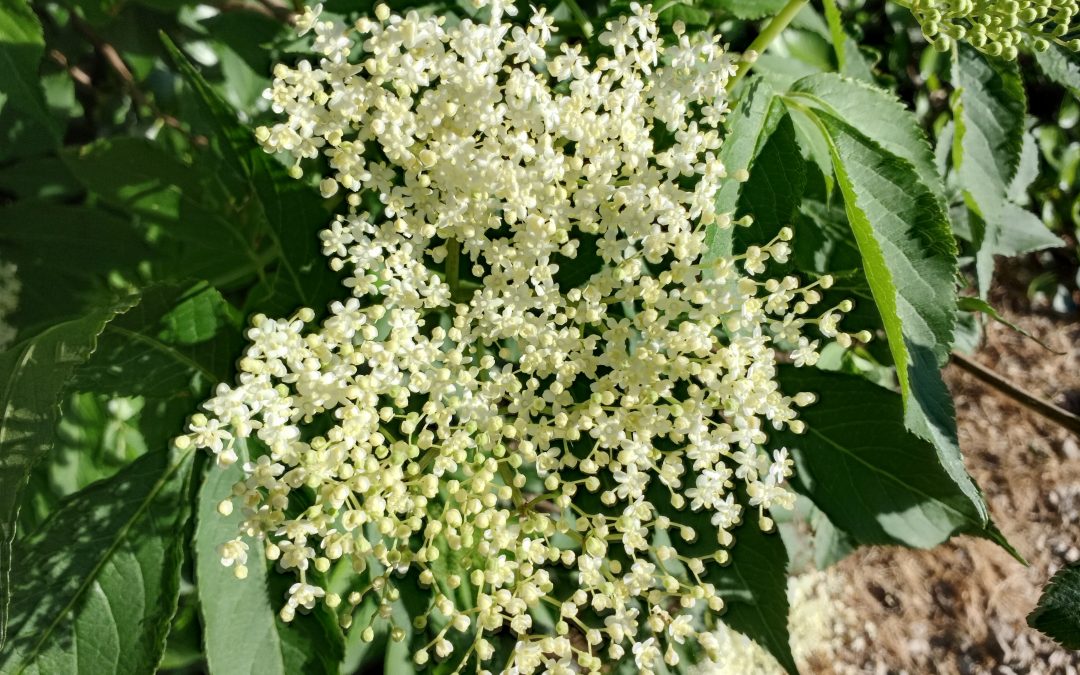 Sureau noir (sambucus nigra)