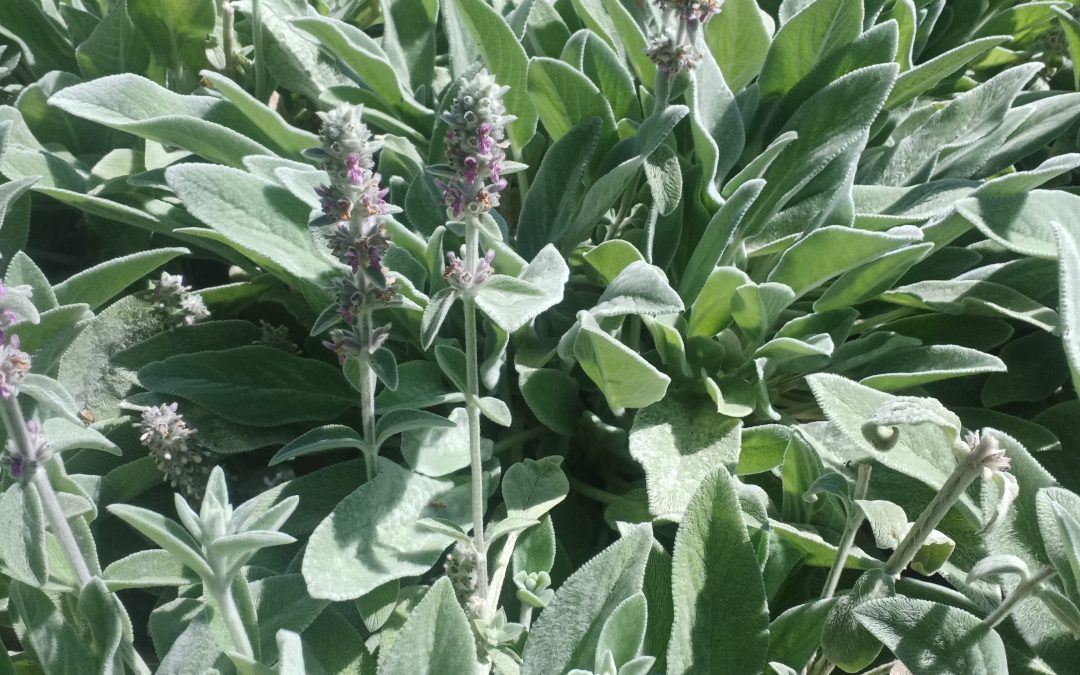 Stachys Byzantina