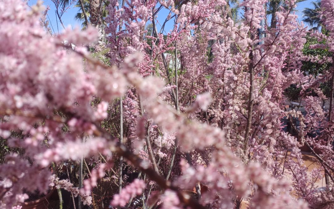Tamaris d’été (Tamarix ramosissima)